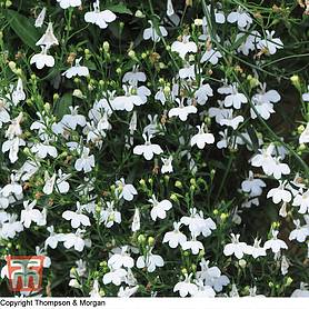 Lobelia erinus 'White Cascade'
