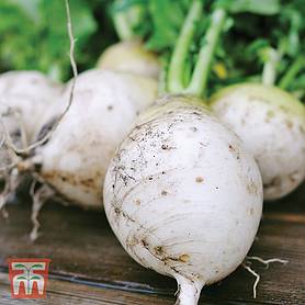 Turnip 'Snowball' - Seeds