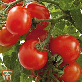 Tomato 'Gartenperle'
