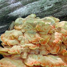 Mushroom 'Chicken of the Woods'