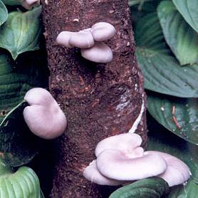 Mushroom 'Tree Oyster'