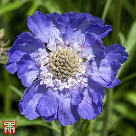 Scabious 'House's Novelty Mix'