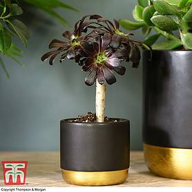Aeonium arboreum 'Atropurpureum' (House plant)