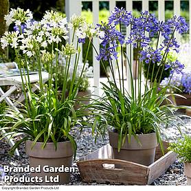 Agapanthus Blue & White Collection