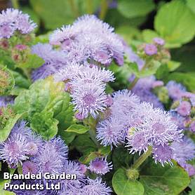 Ageratum houstonianum 'Blue Mink' - Easy Grow Seed Range