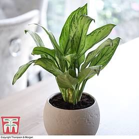 Aglaonema 'Christina' (House Plant)