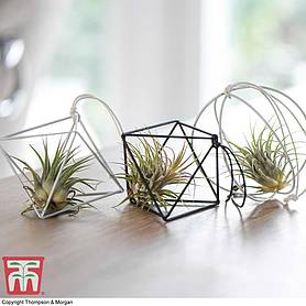 Air Plant Variety Collection (House Plant)