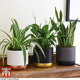 Air Purifying Houseplant Collection