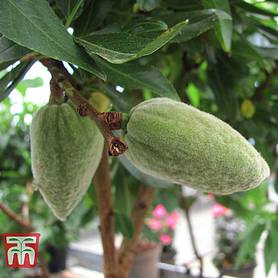 Nut Me® 'Almond Me' (Mini Patio Tree)