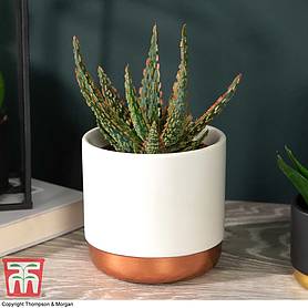 Aloe zebrina 'Dannyz' (House plant)