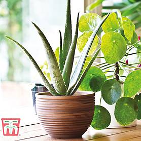 Aloe vera (House Plant)
