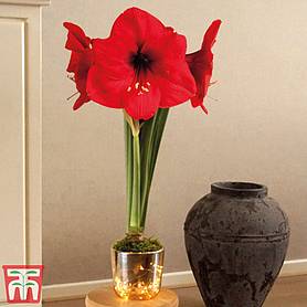 Amaryllis pot with LED lights - Gift