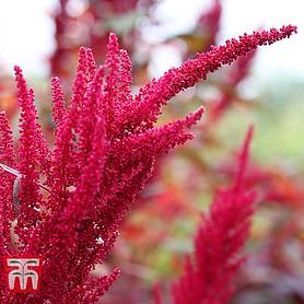 Amaranthus 'Red Garnet'