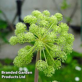 Angelica archangelica - Kew Flowerhouse Seed Collection