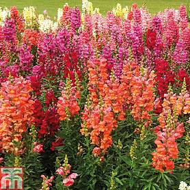 Antirrhinum 'Floral Showers Mixed' (Garden Ready)