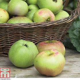 Apple 'Bramley's Seedling'