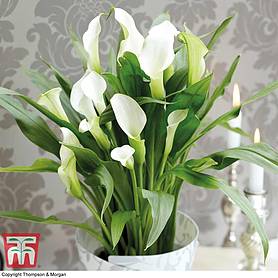 Arum Lily (White) (House Plant)