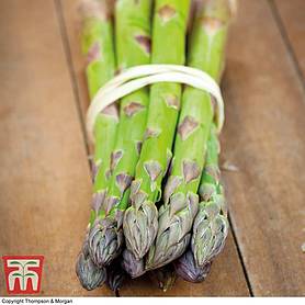 Asparagus officinalis 'Pacific 2000' (Spring Planting)