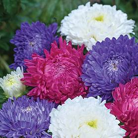 Aster 'Milady Mixed'