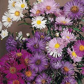 Aster 'Composition'
