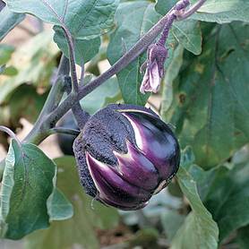 Aubergine 'Prosperosa' - Vita Sementi® Italian Seeds