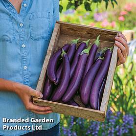 Aubergine 'Violet Knight' F1 - Kew Vegetable Collection
