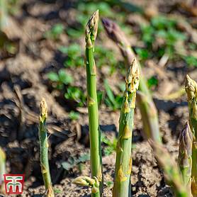 Asparagus officinalis 'Connover's Colossal' (Spring Planting)