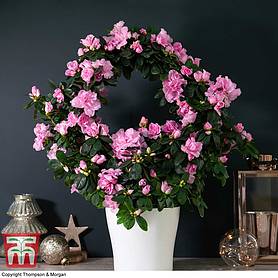 Azalea Hoop 'Light Pink' (House Plant) - Gift
