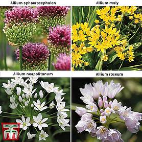 Allium 140 Bulb Collection