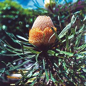 Australian Honeysuckle - Exotic Seed Collection