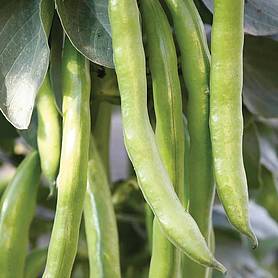 Broad Bean 'Masterpiece Green Longpod' - Seeds