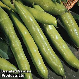 Broad Bean 'Aquadulce Claudia' - Easy Grow Range