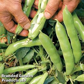 Broad Bean 'The Sutton' - Easy Grow Range