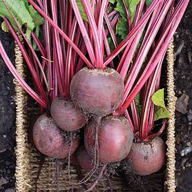 Beetroot 'Red Ace' F1 Hybrid (Globe)