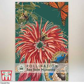 Bee Balm - Kew Pollination Seed Collection