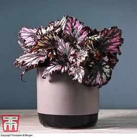 Begonia rex 'Helen Teupel' (House plant)