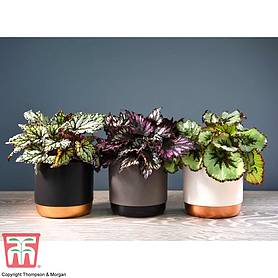 Begonia rex Trio (House plant)
