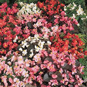 Begonia semperflorens 'Options Mixed'