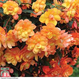 Begonia x tuberhybrida 'Apricot Shades Improved' F1 Hybrid - Tubers