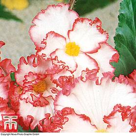 Begonia 'Crispa Marginata' White-Red