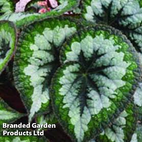 Begonia 'Emerald Giant'