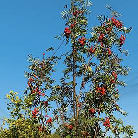 Rowan Tree (Sorbus aucuparia) grown by Cotswold Trees