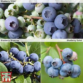 Blueberry Collection
