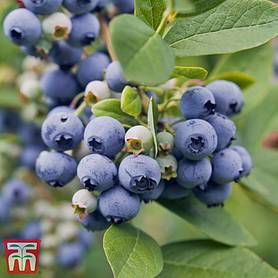 Blueberry 'Spartan'