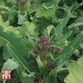 Broccoli 'Purple Rain' F1 Hybrid (Purple Sprouting)