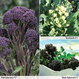 Broccoli 'All Season Collection'