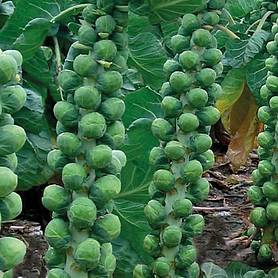 Brussels Sprout 'Brodie' F1 Hybrid