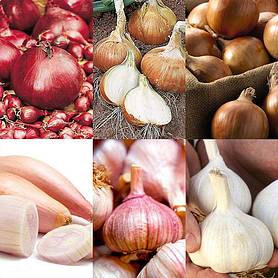 Bumper Autumn Planting Onion/Garlic/Shallot Collection