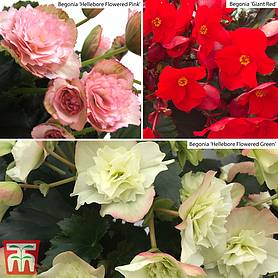 Begonia Experimental Collection