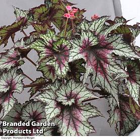 Begonia 'Red Tempest'